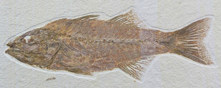 Gorgeous, Mioplosus Fossil Fish - Wyoming #48593